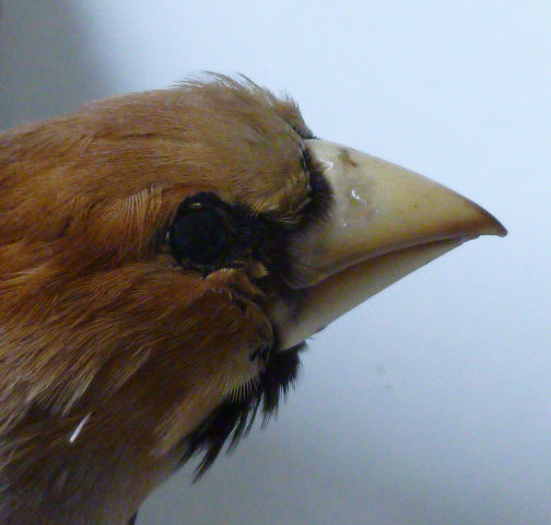 Jedem Vogel sein Futter
