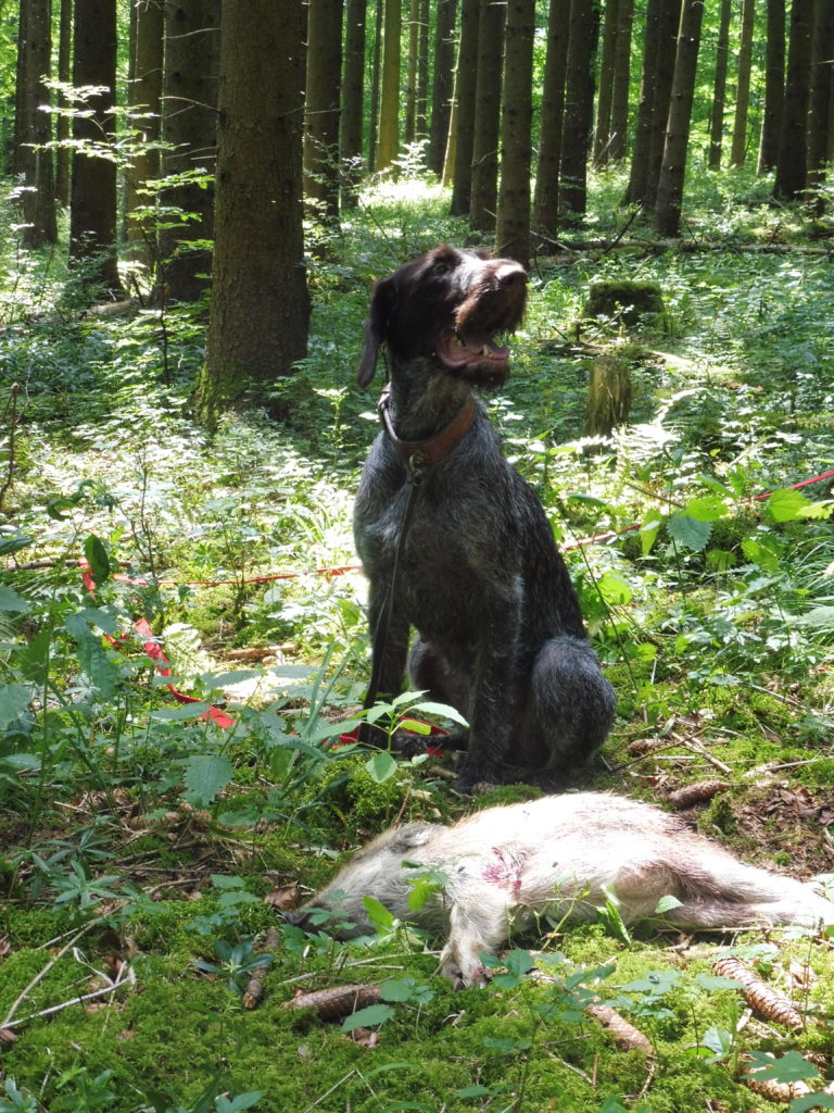 Jagd ohne Hund ist Schund ! Jagdschule Roscher